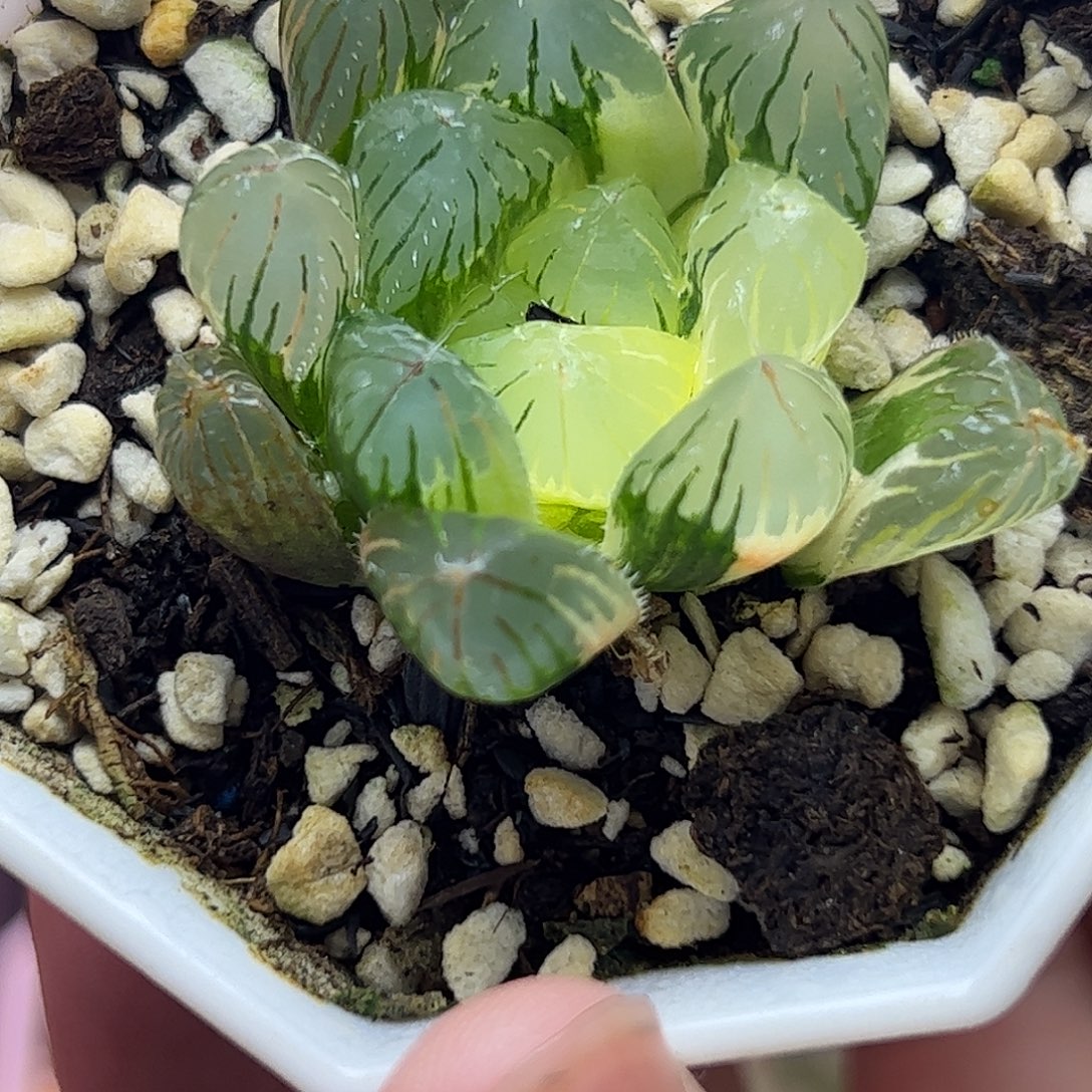 实生玉露锦十二卷多肉植物