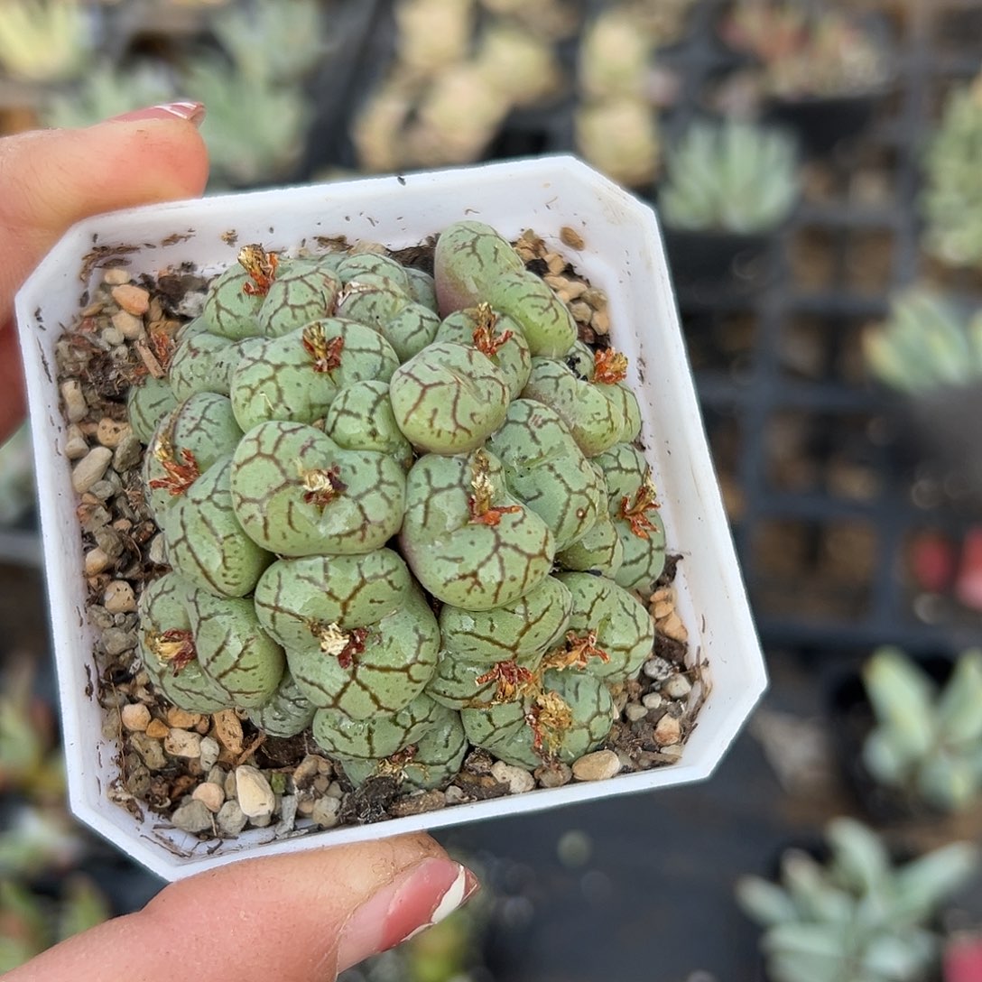 多肉植物安贞开花