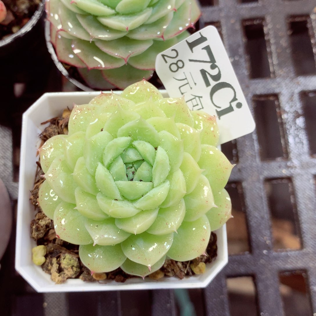 5厘米盆精控多肉172