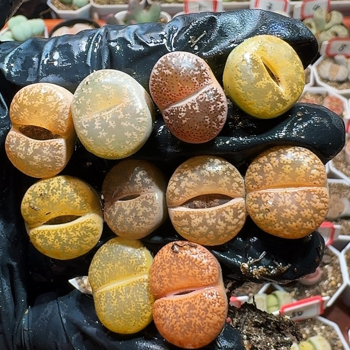 生石花11111111。  270