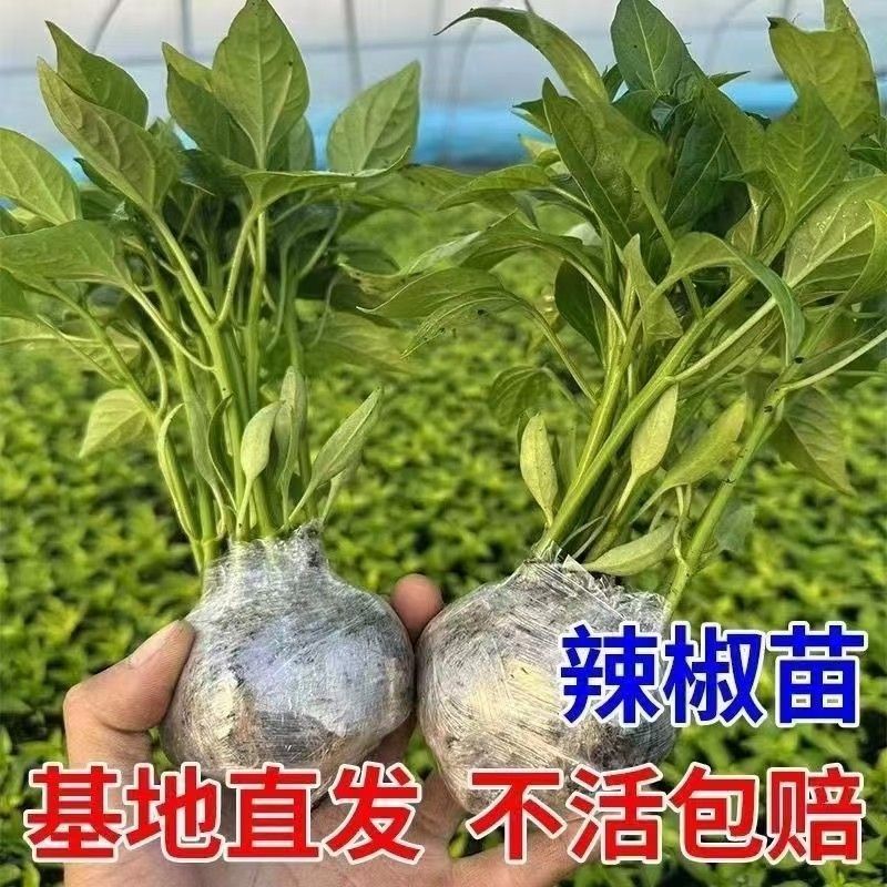 辣椒苗高产蔬菜苗薄皮椒苗长线椒苗螺丝椒苗朝天椒苗牛角椒苗四季