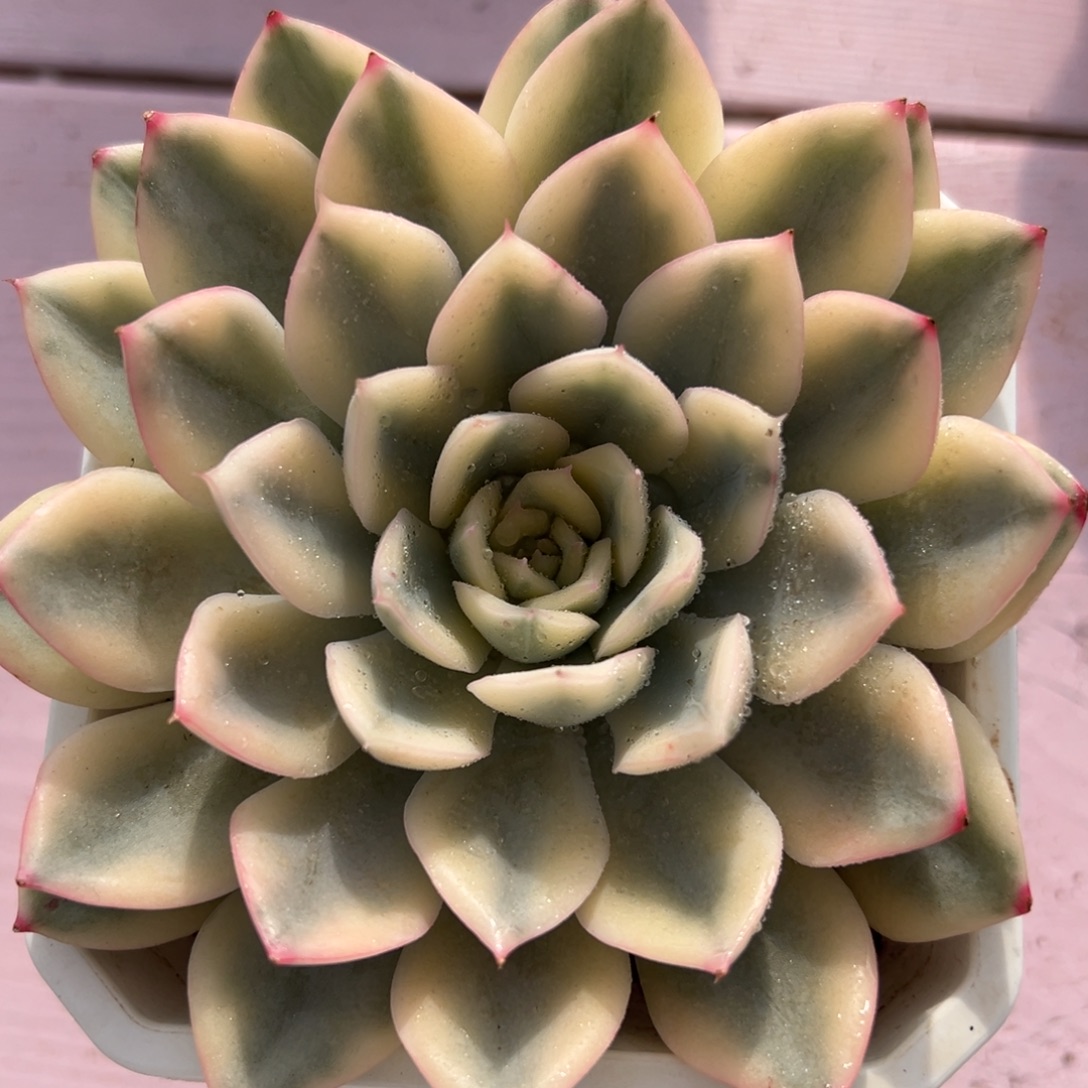 月亮仙子锦，多肉植物