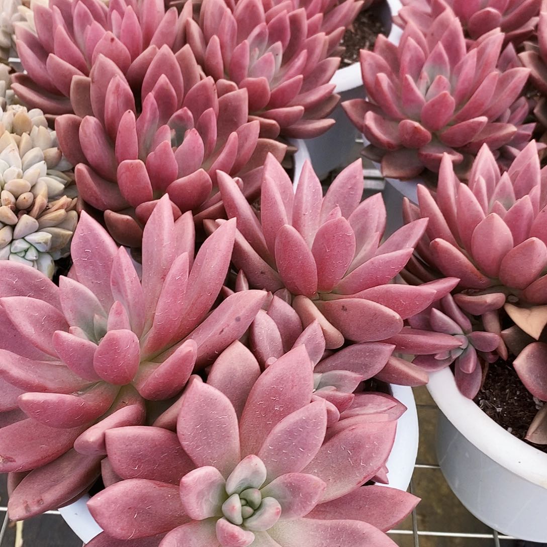 桃花源多头大盆群三头起发