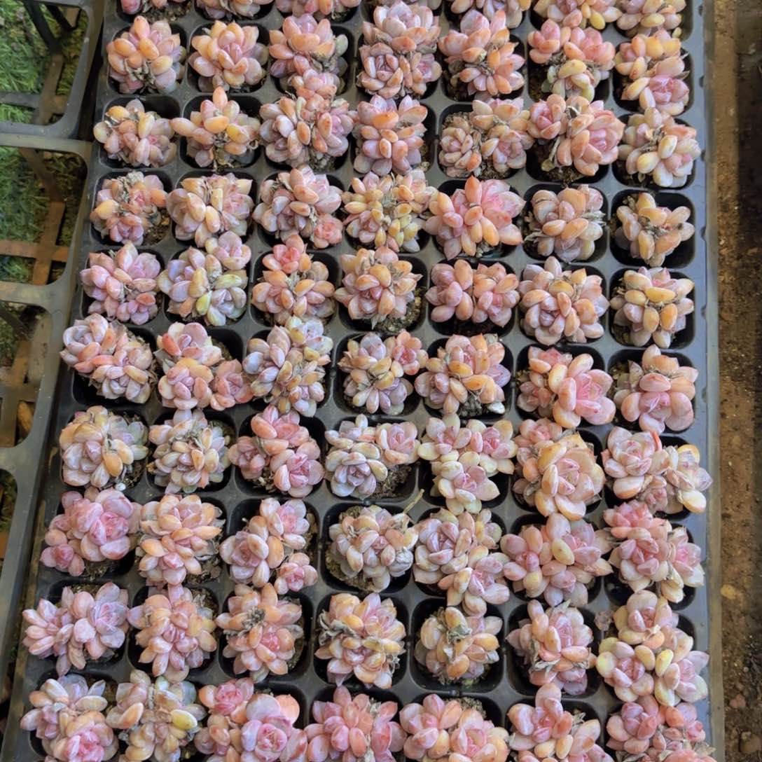 星影群一颗量拍111111