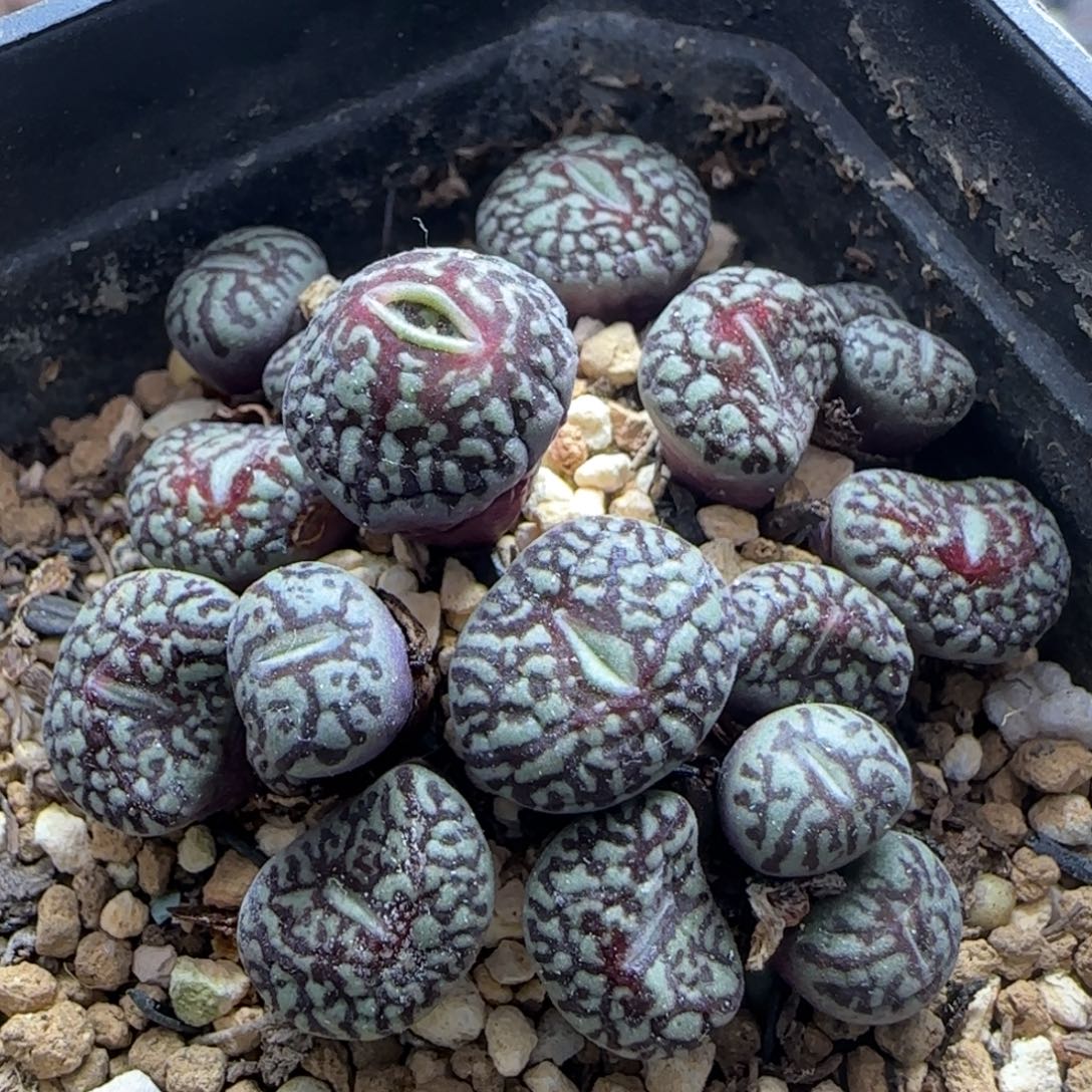 超墨群20头多肉植物831