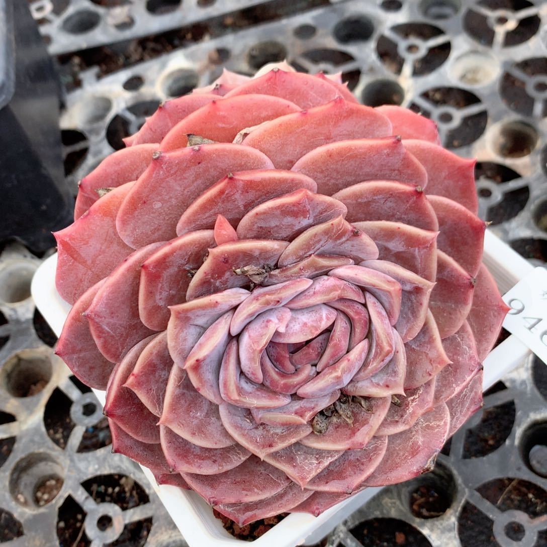 9463新年快乐发发发