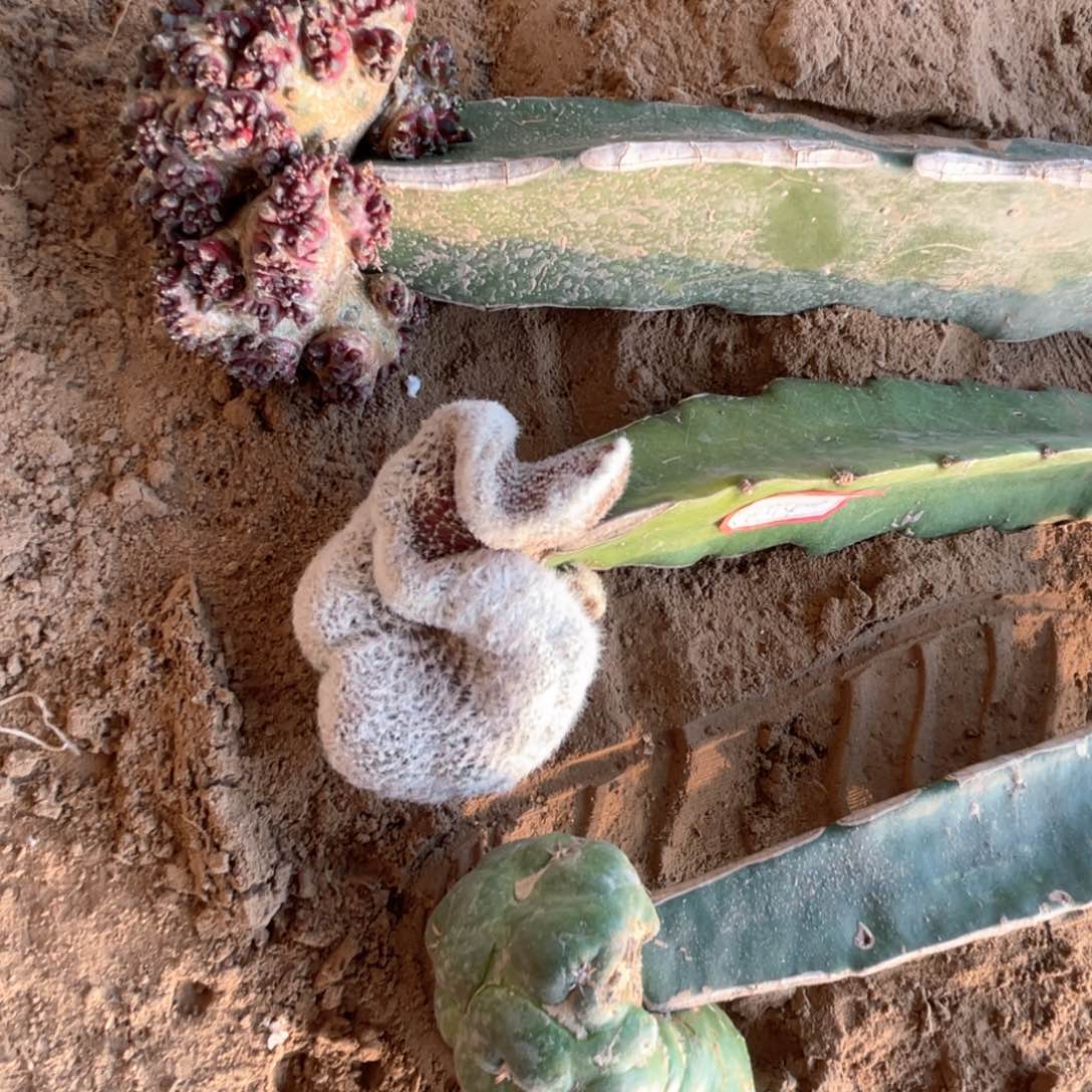 完全开放牡丹猫爪缀象牙缀