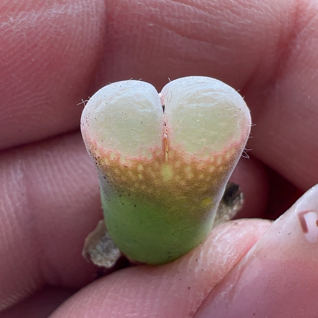 38。青蛙优选春见风铃小母本