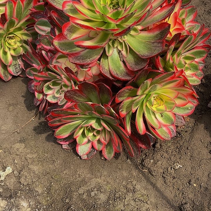 多肉倾城1153多肉