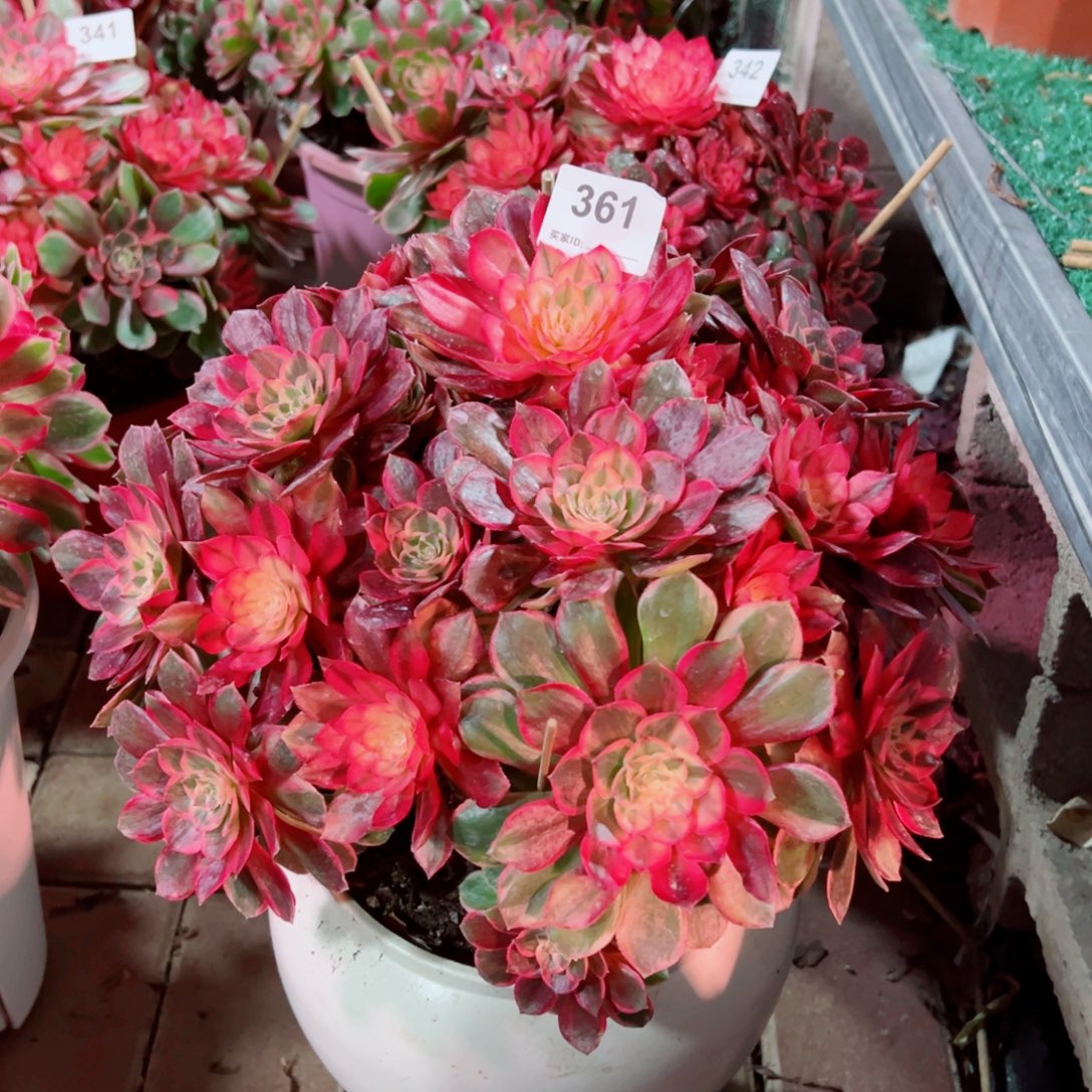 开***吃361黑魔锦法师多肉植物