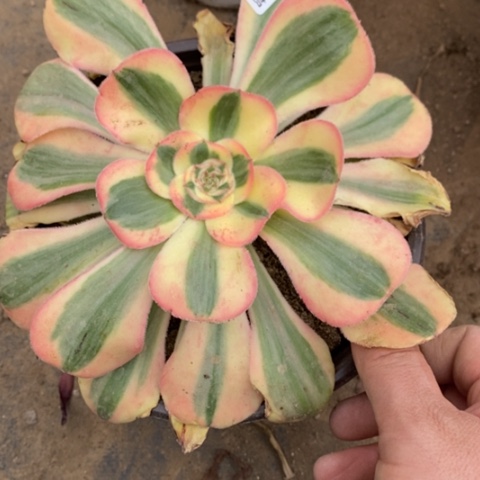 66王妃多肉清棚福利