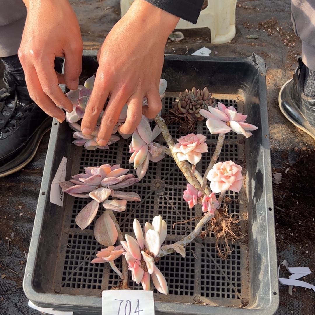 704紫乐锦老桩多肉植物