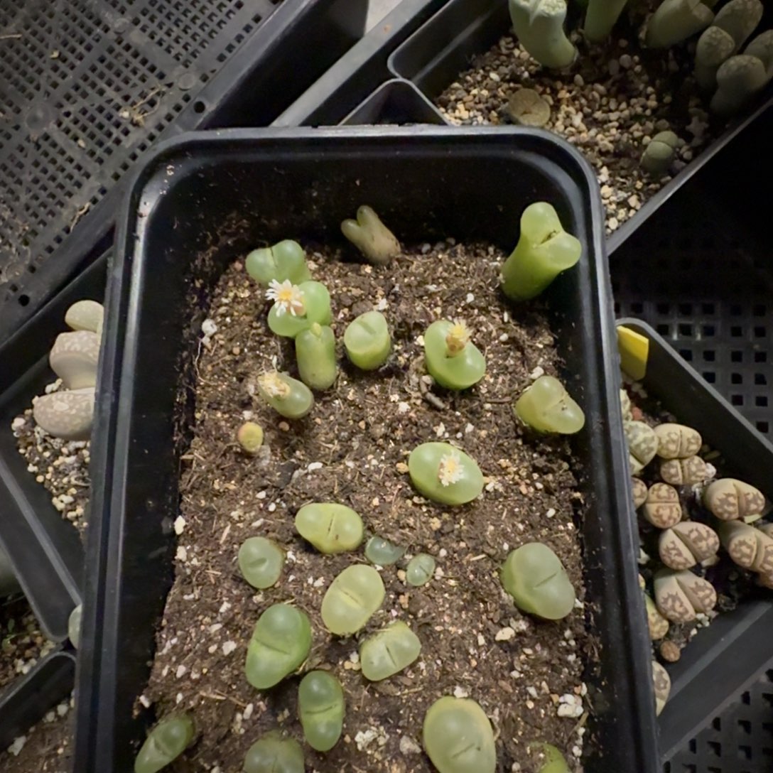 多肉葡萄的季节性1409