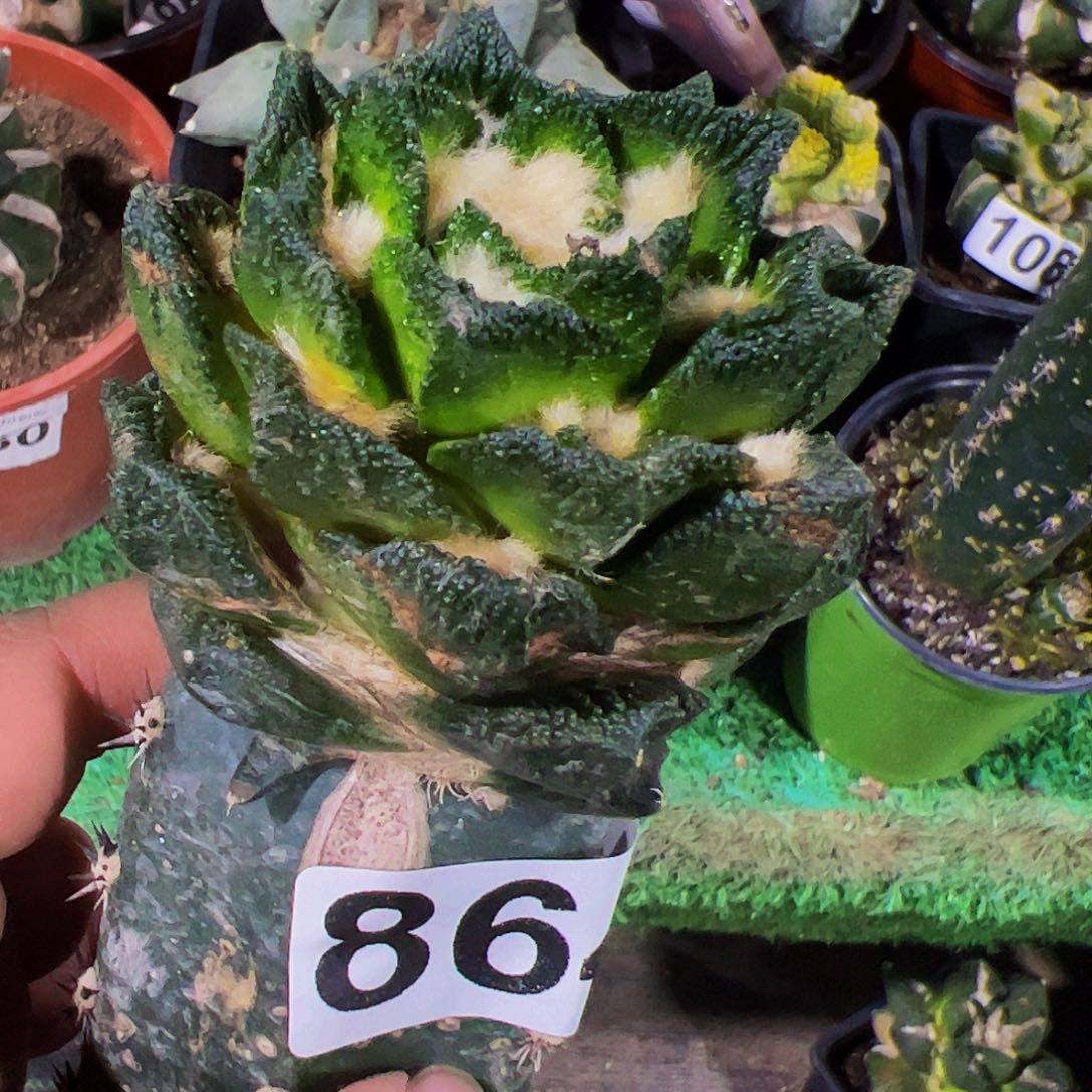 无花朵宽尤螺旋勃氏牡丹864