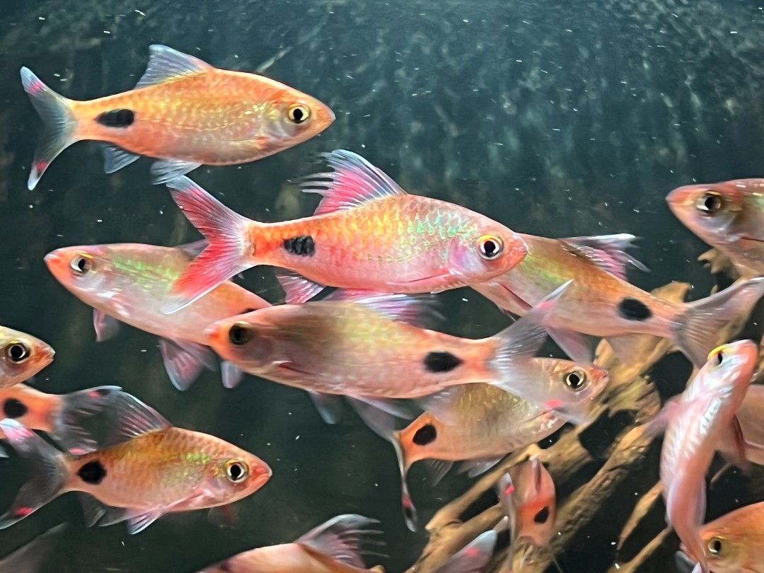 印度老版紫红两点鲫广温鱼观赏鱼原生缸溪流缸小型鱼彩虹道人鱼
