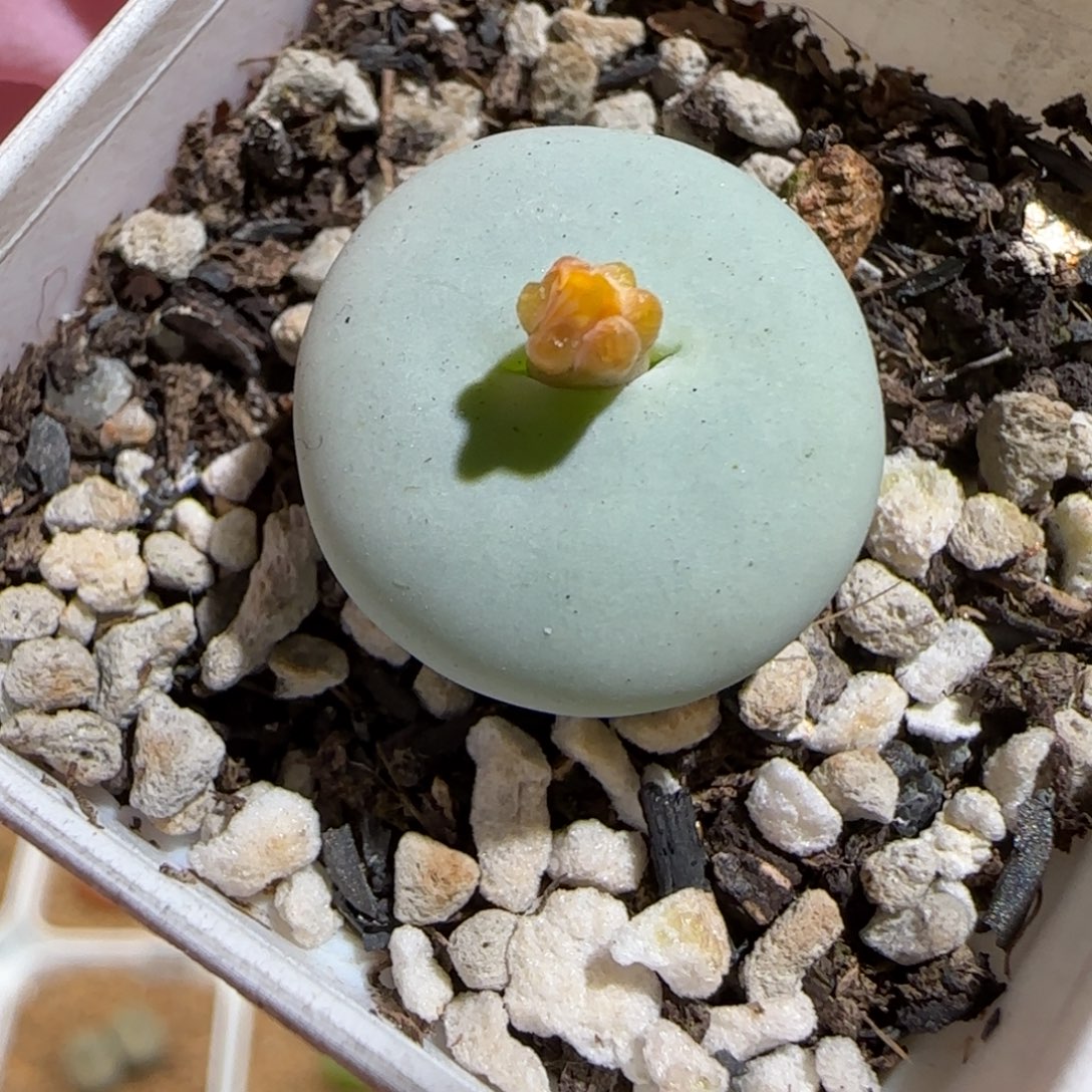 肉锥多肉植物百科-杂交881