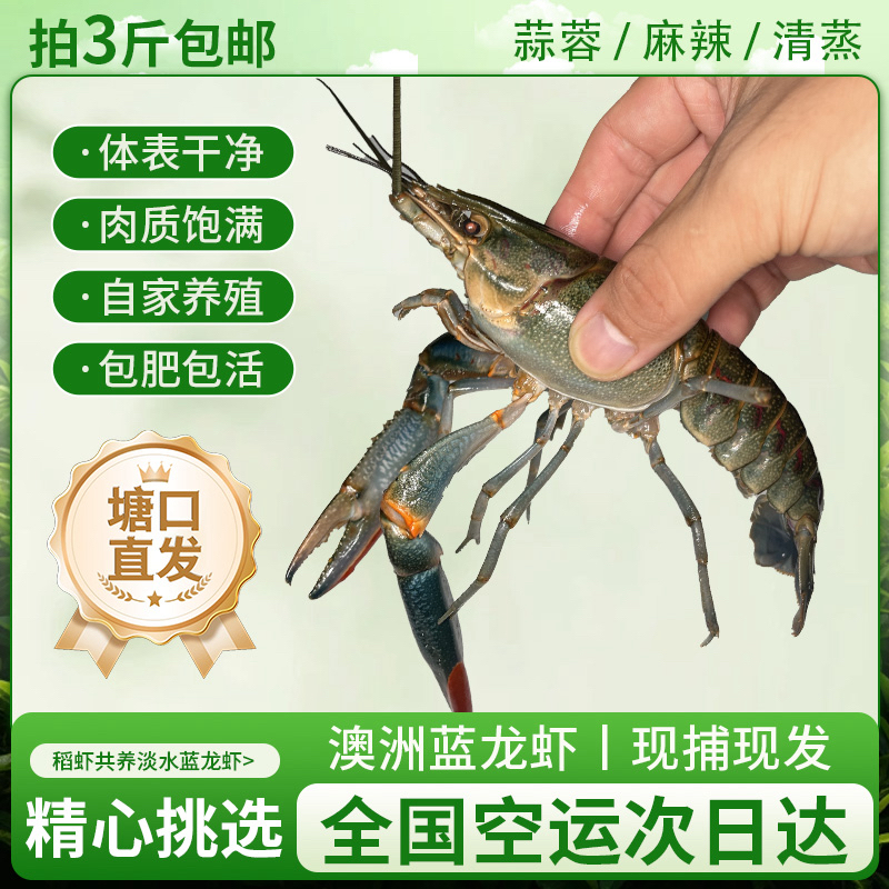 鲜活澳洲淡水蓝龙虾！杭州发货！次日达！