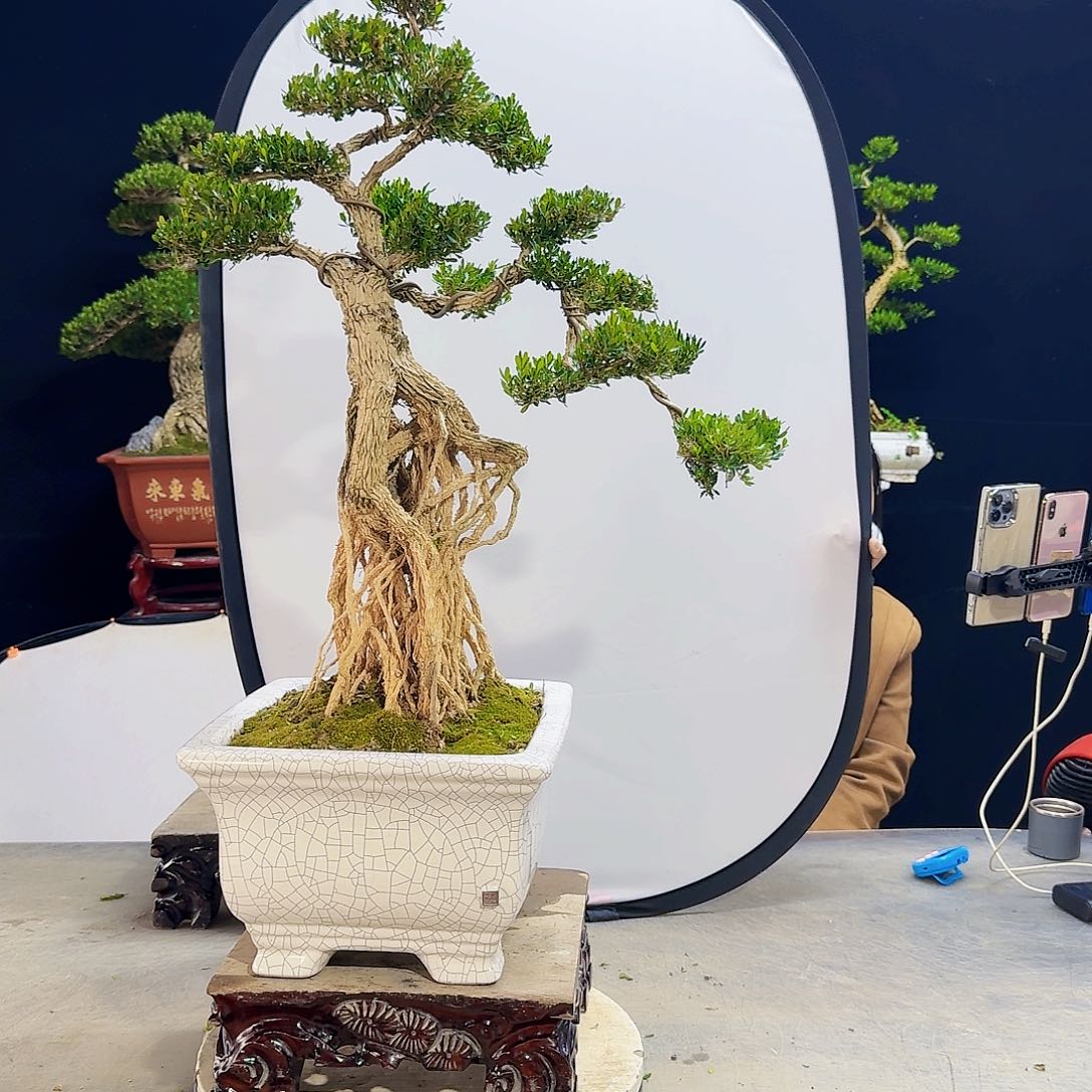 高端盆景艺术作品