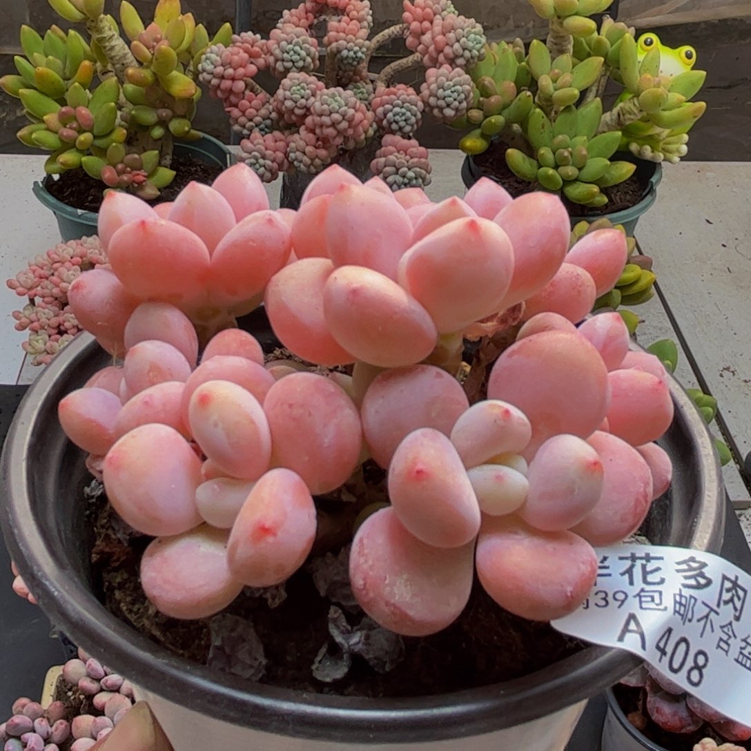 408樱花洛神8cm多肉