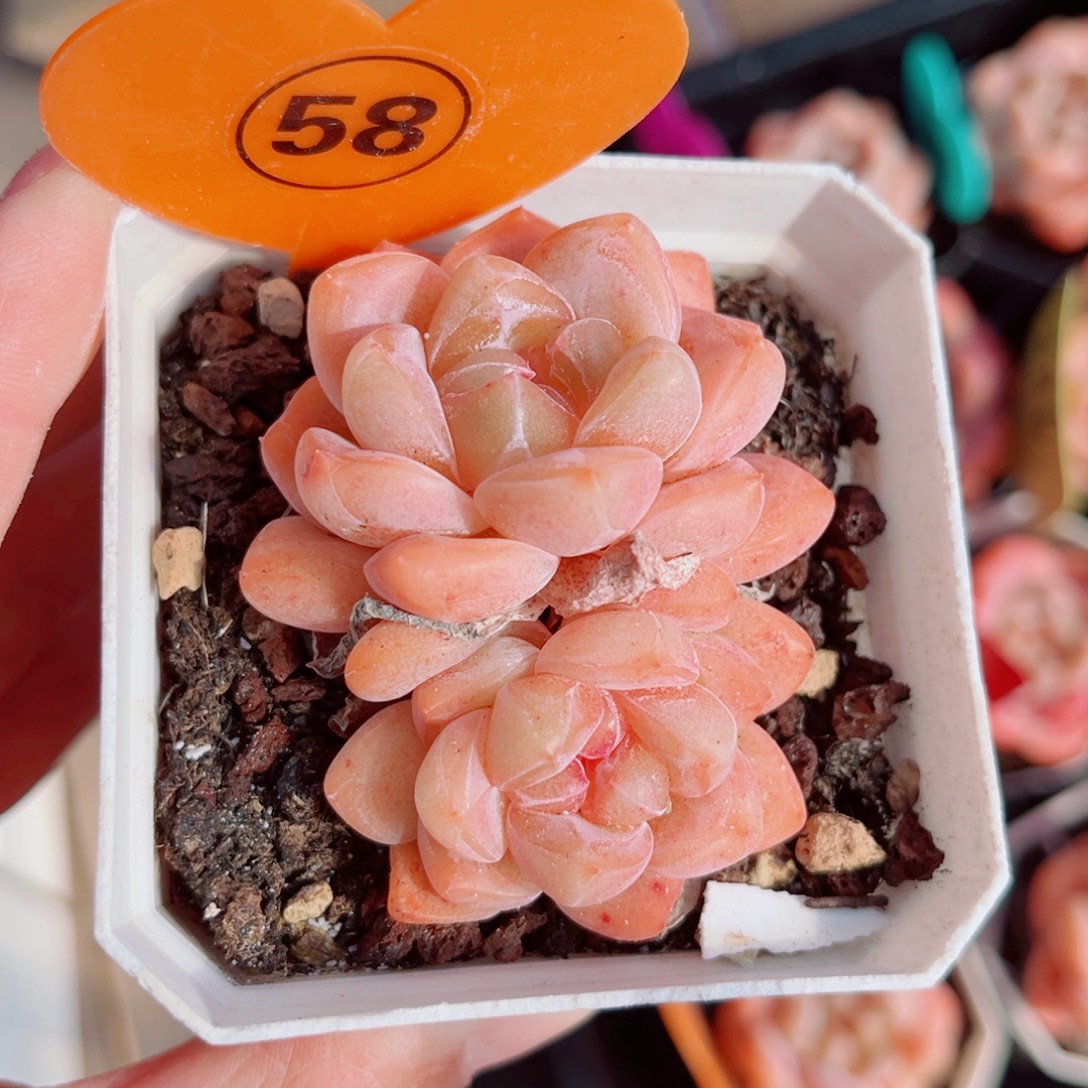 58号小老桩糖心双头