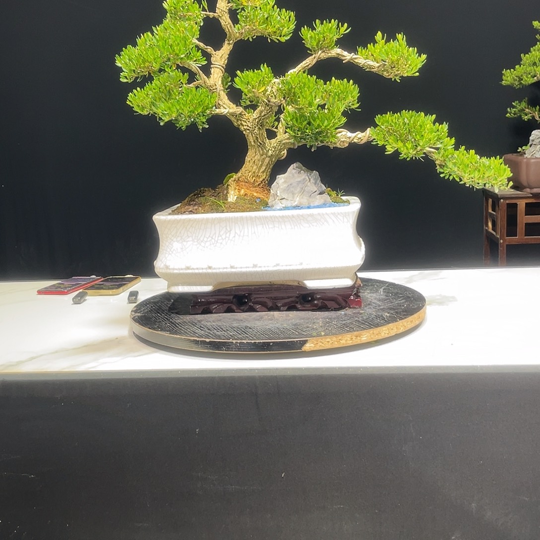 当前无花栽培后可以开花