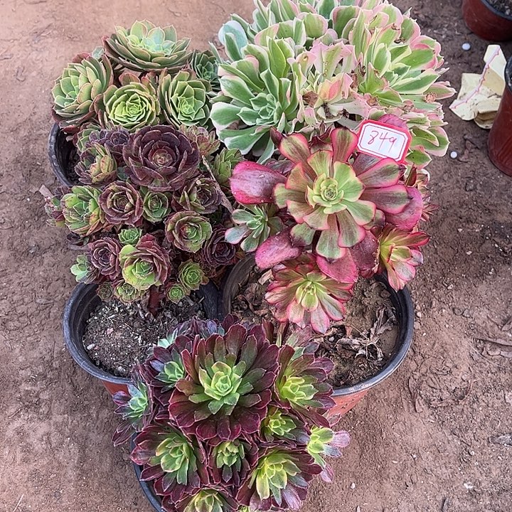 849多肉植物组合，