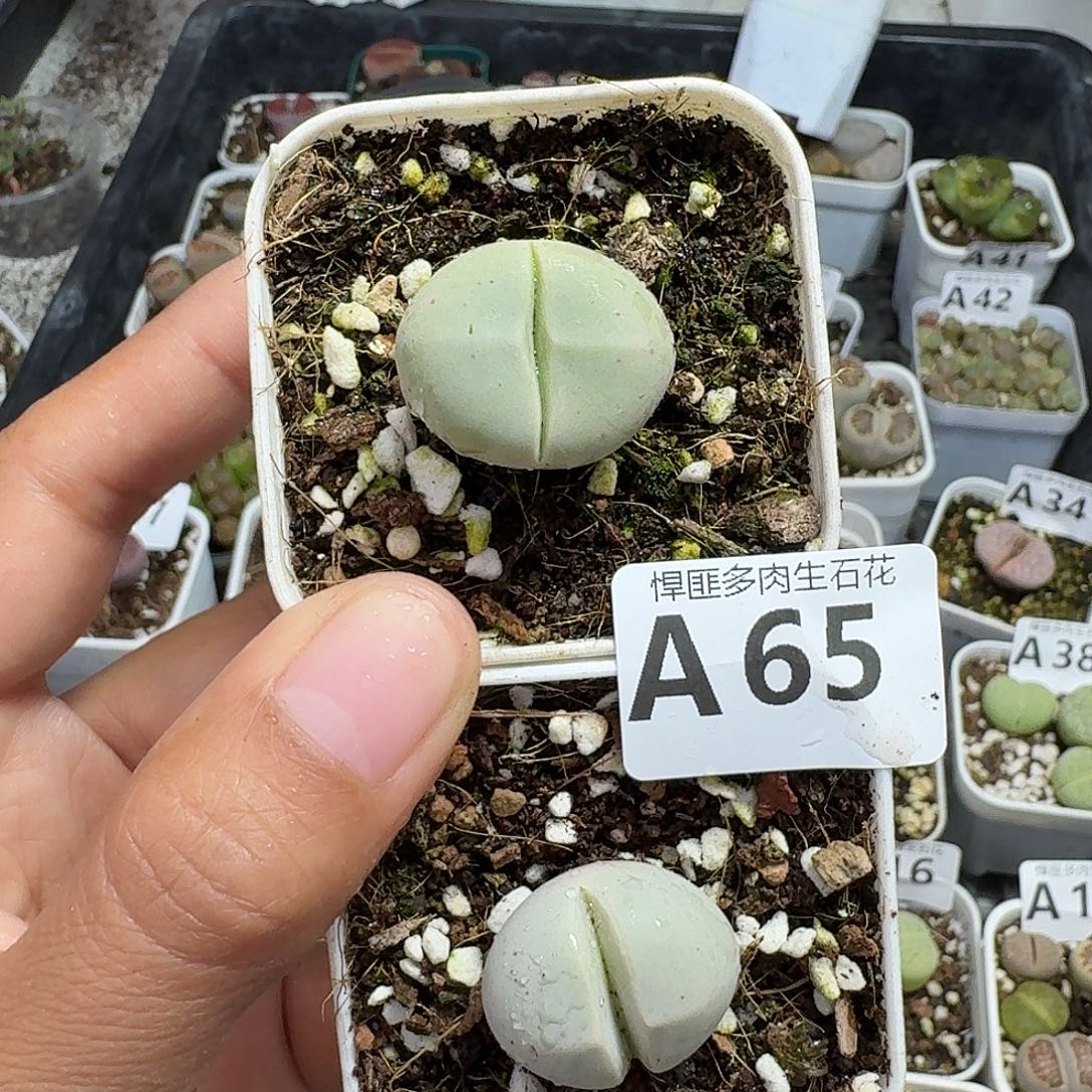 65多肉植物多肉植物