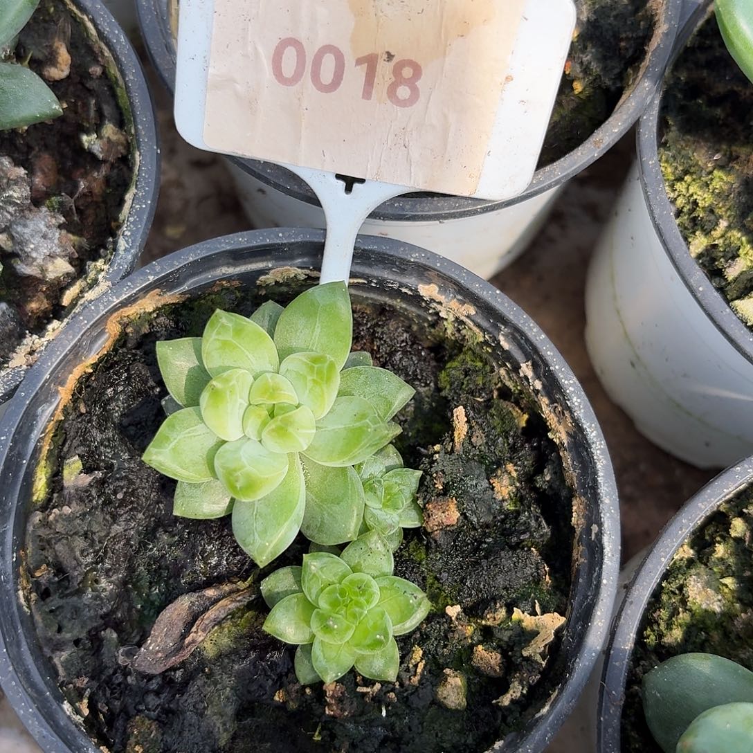 冰葡萄12345678910111213