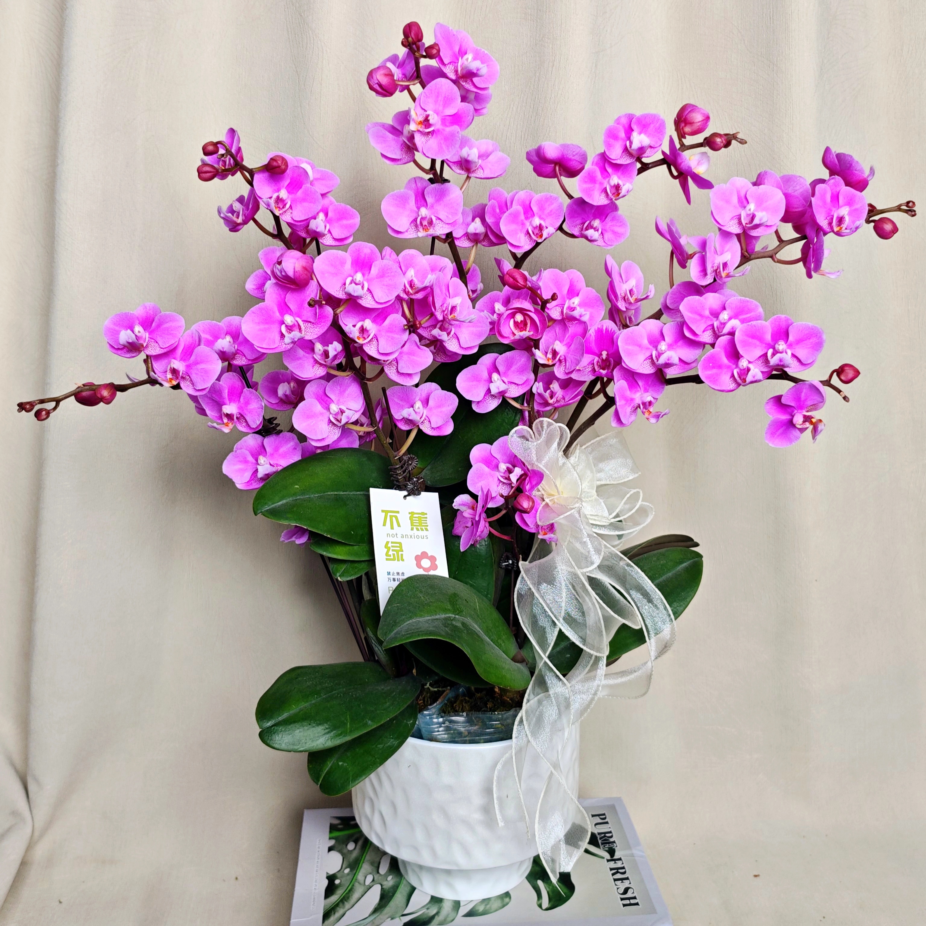 [小梅花]蝴蝶欧品变异紫色色系 好养耐养 基地直发室内花卉