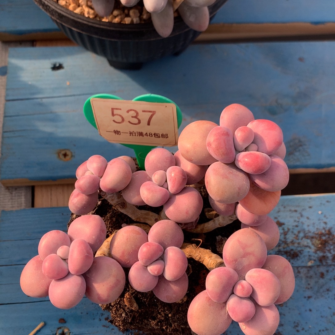 腰子蛋老桩开播福利537