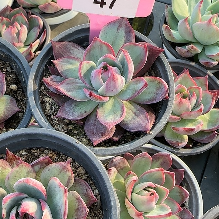 小***147 惊鸿仙子多肉植物6-9cm