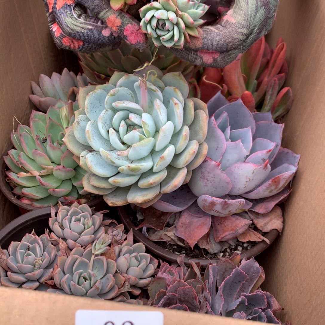 03一箱十棵不重副