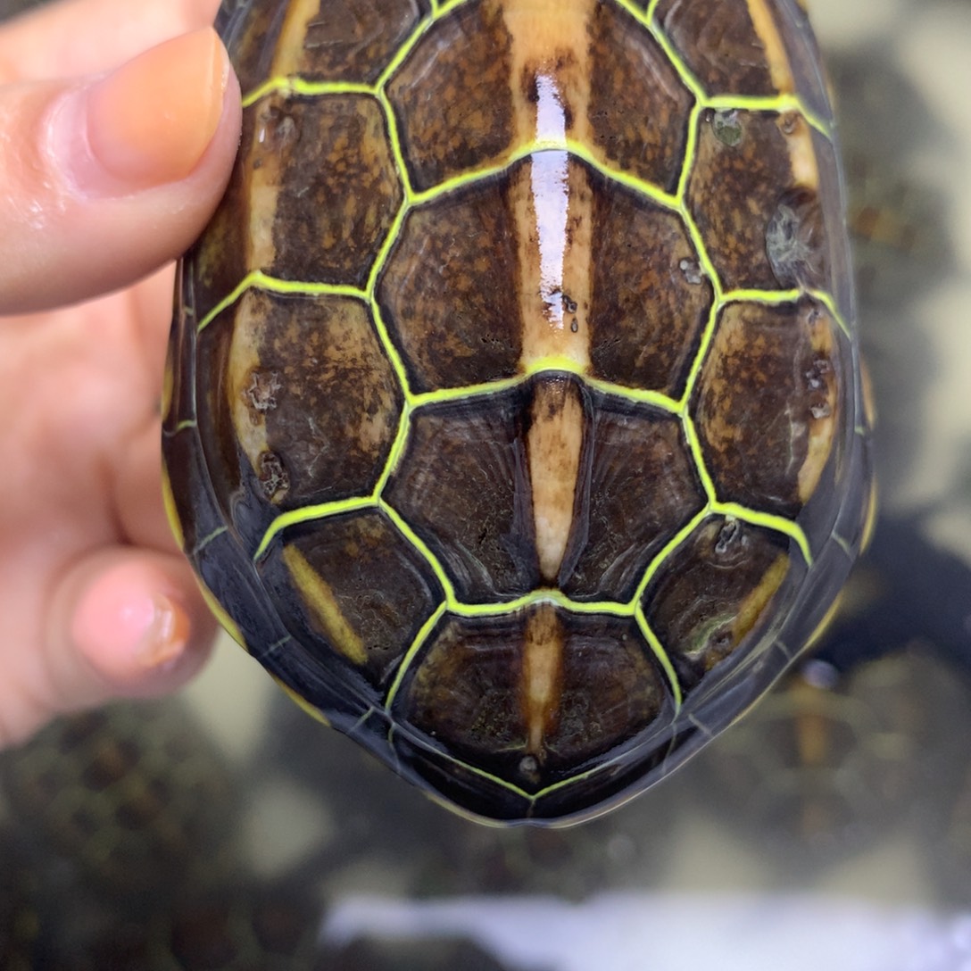 绿毛龟母中华草龟不分公母