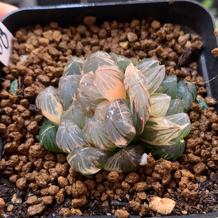 龙爪玉露锦带盆土