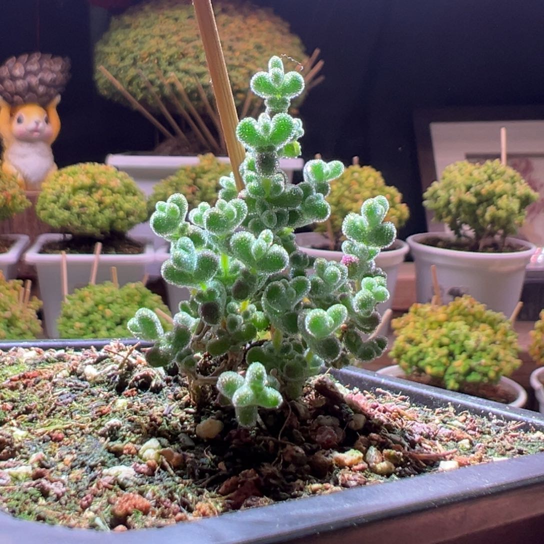 252超级莱斯一物一拍带盆土发货