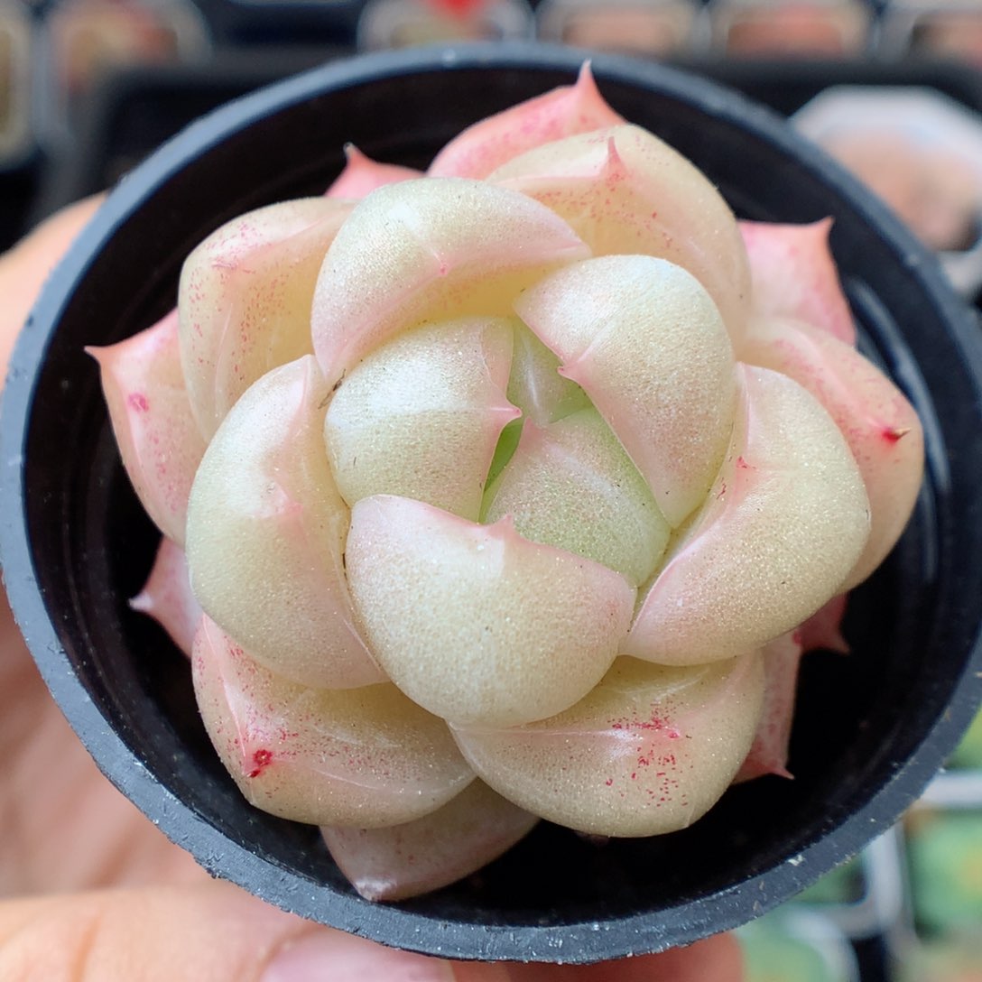 一物一拍精品多肉。1017