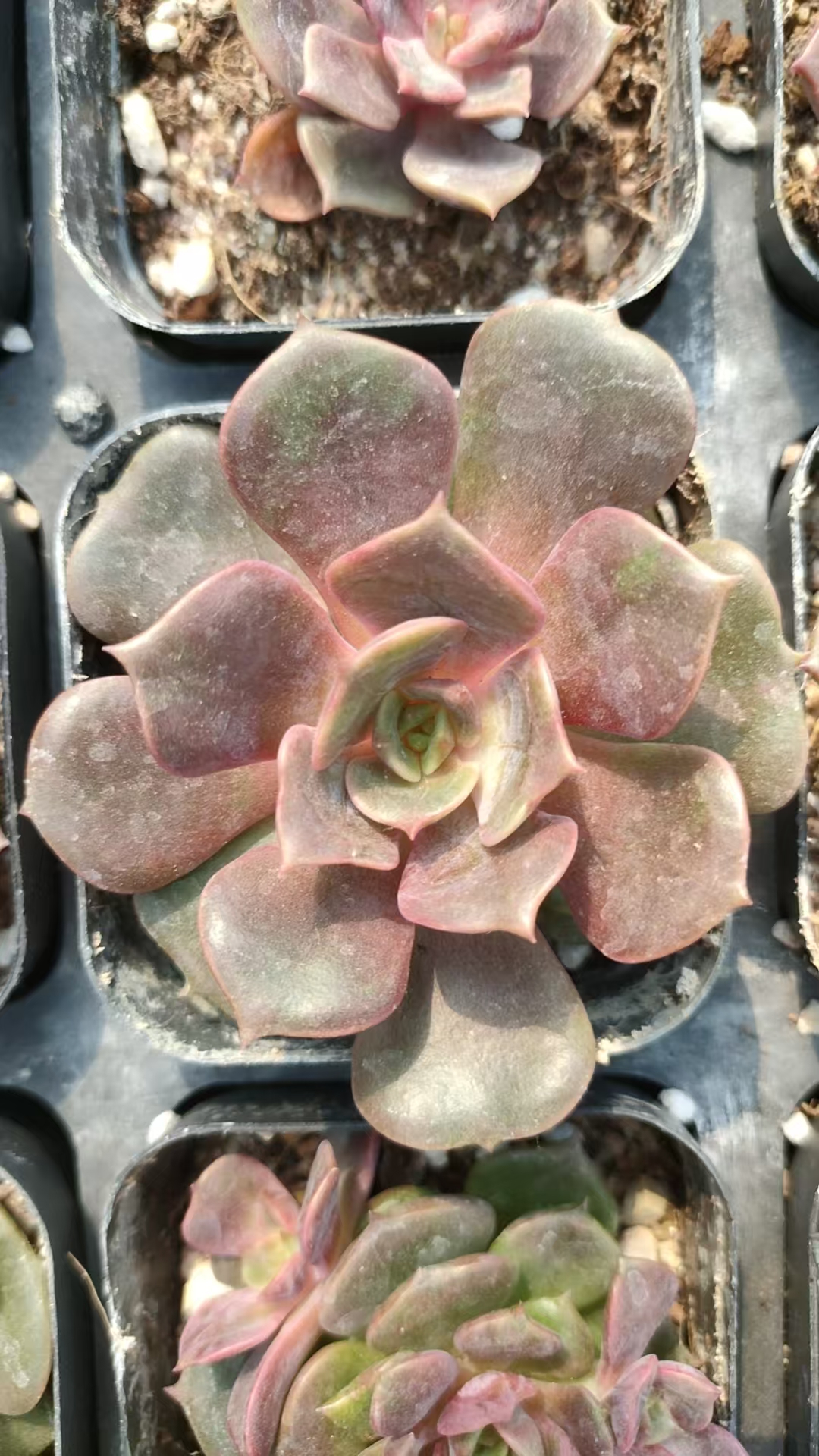 大红袍，中国红精品多肉植物6棵装