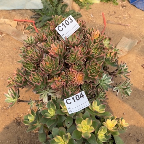 浅****多肉植物甜茶艳日辉