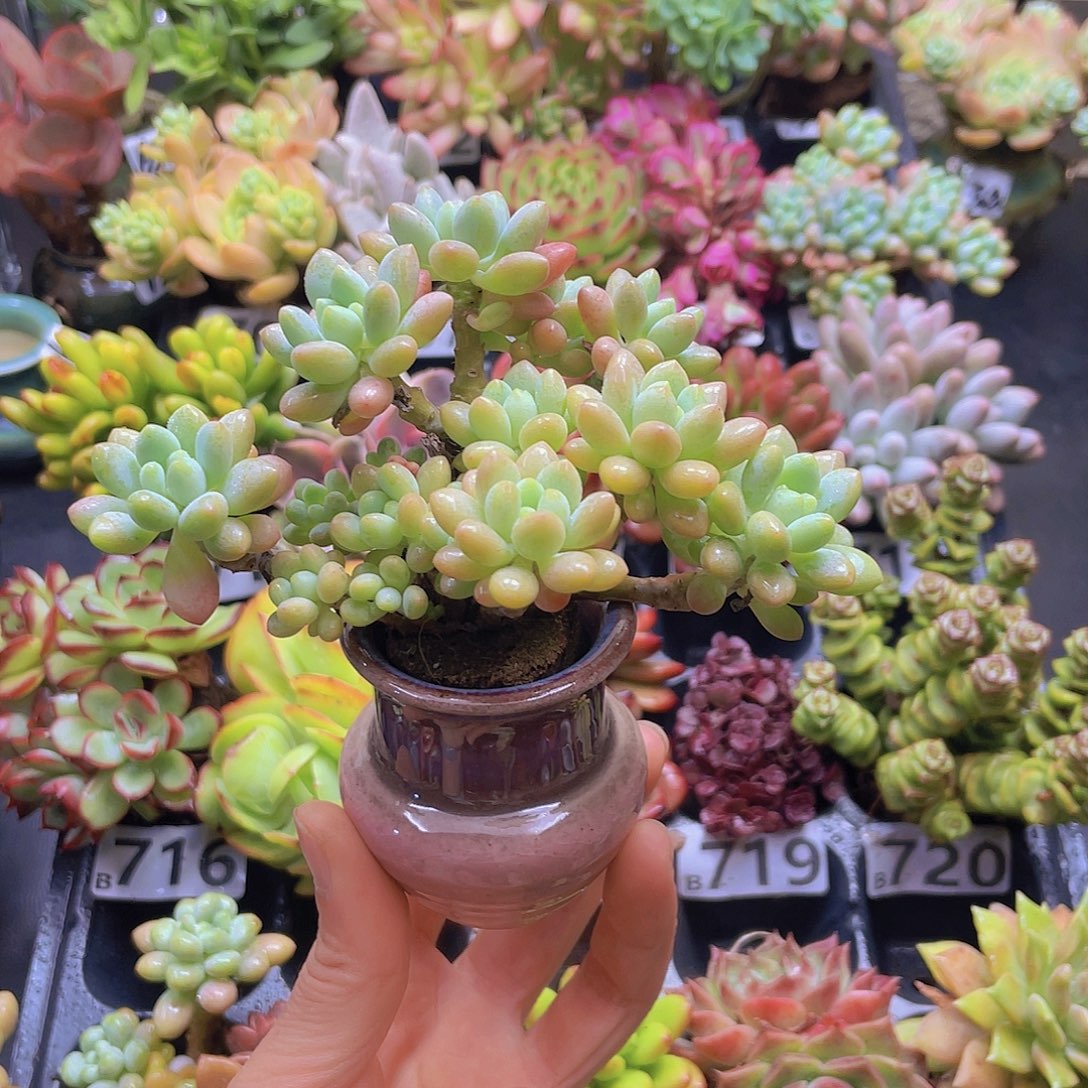 葡***诚花钱花钱花钱花钱