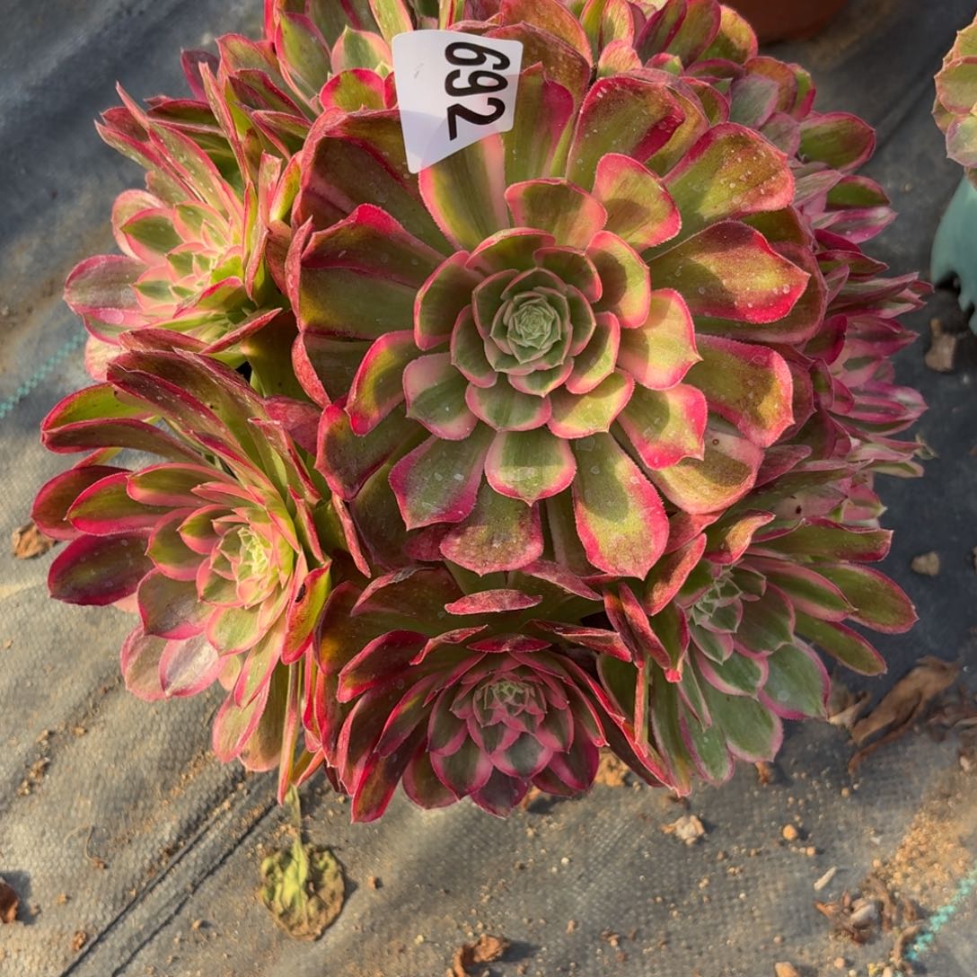 692半糖多破体系与福利