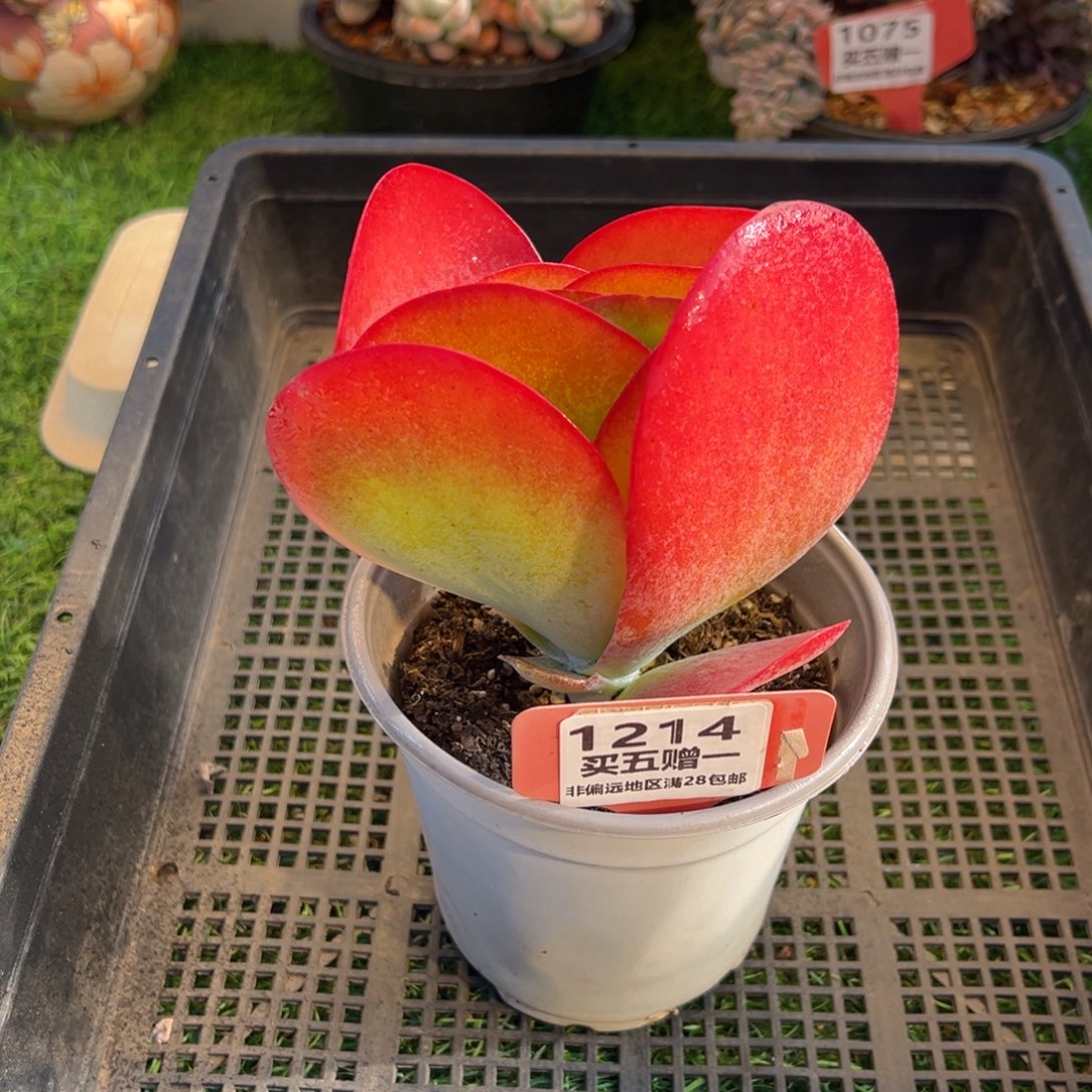 表妹精品多肉1214.