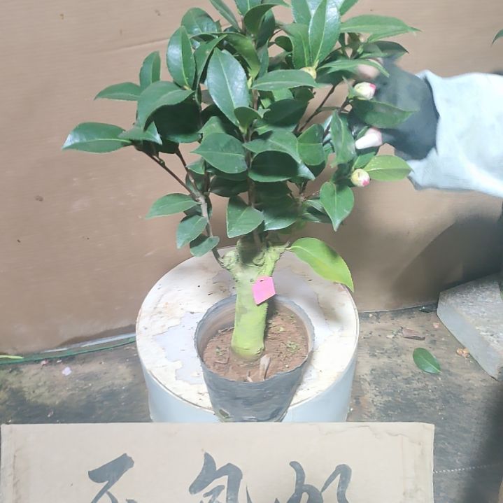 355喜悦，原盆原土发货，不包邮