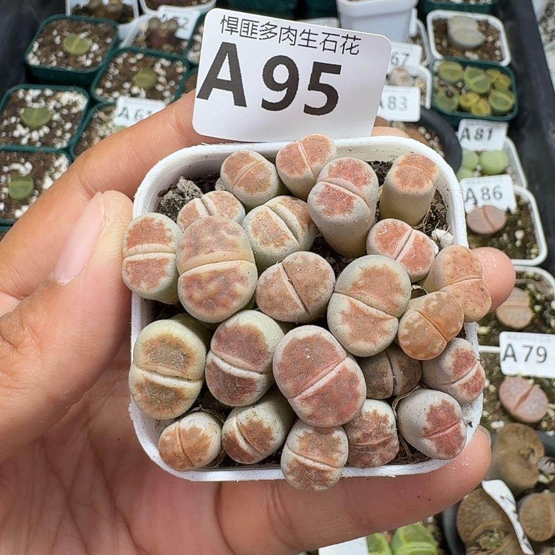 95多肉植物多肉植物