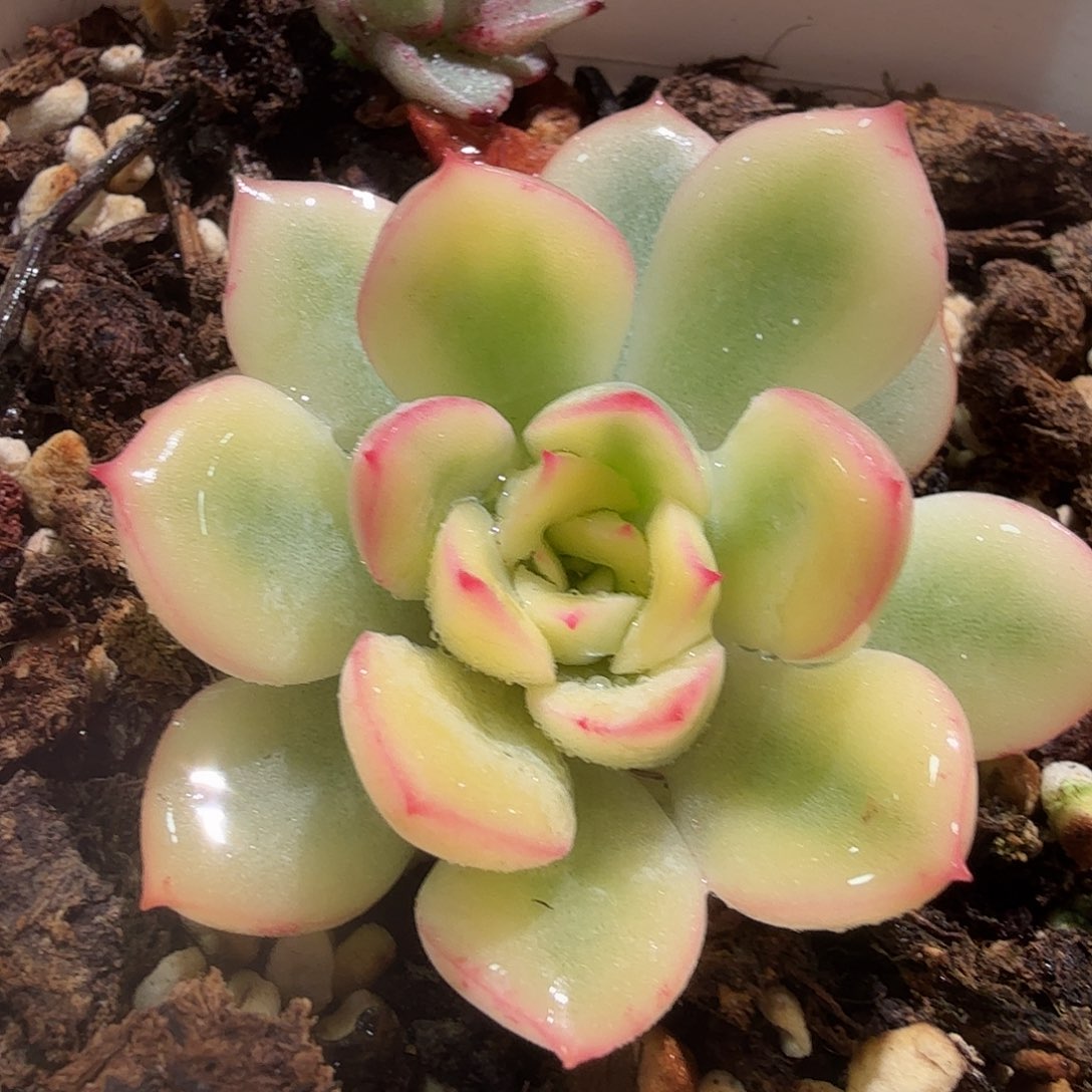 雨燕座锦，多肉植物