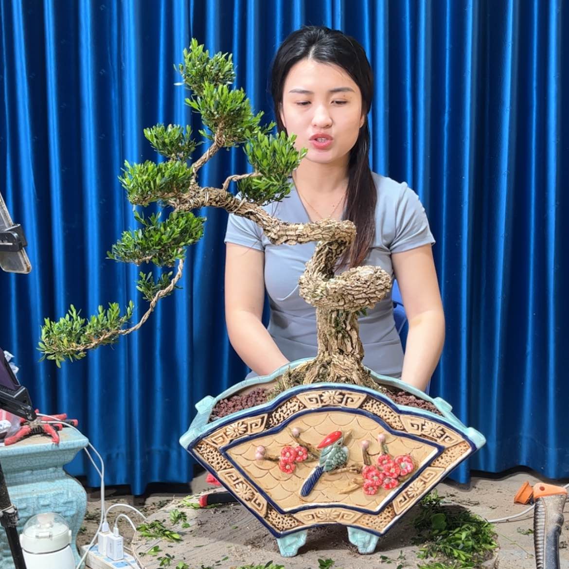 【闪购商品】黄杨盆景