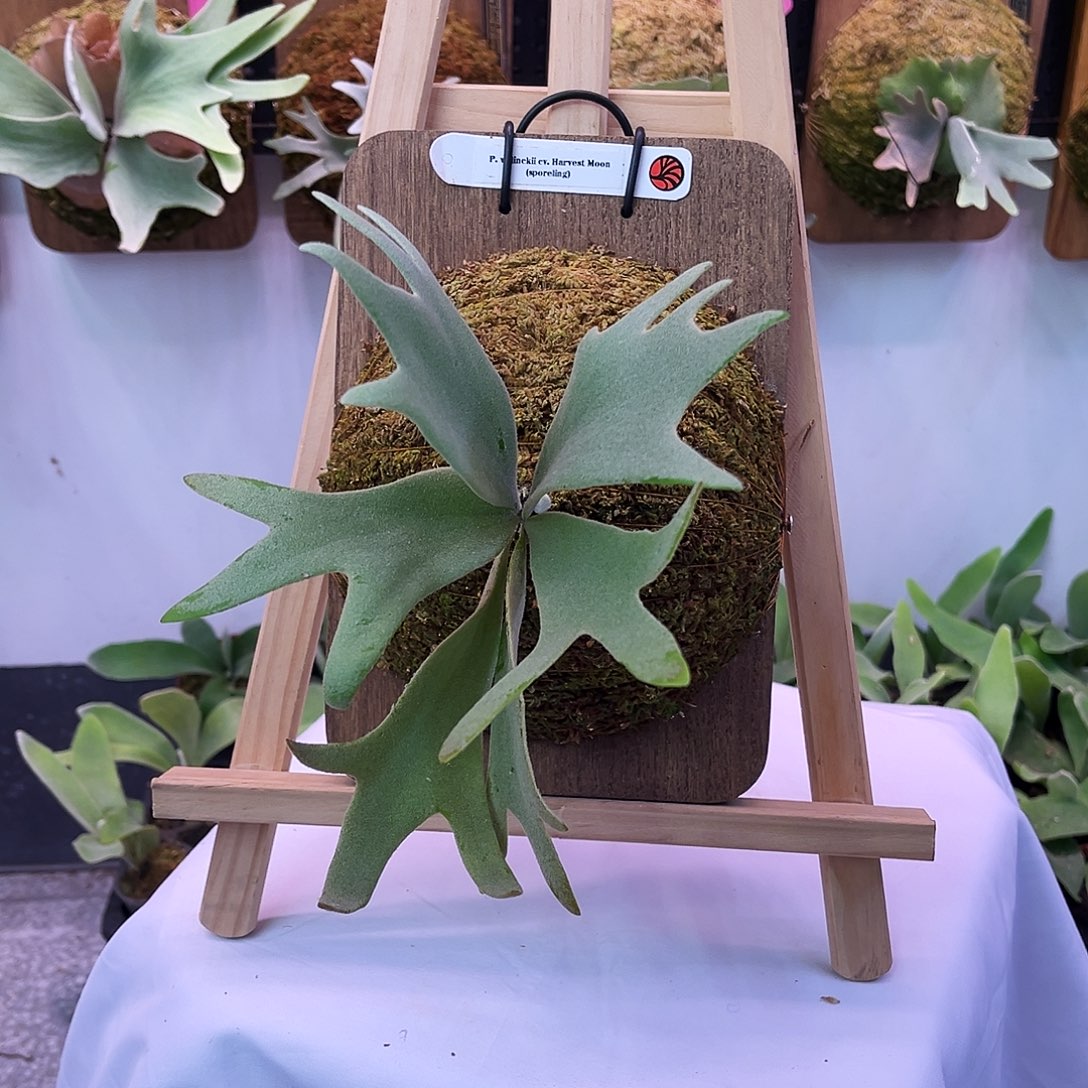 nook 丰收月 鹿角蕨