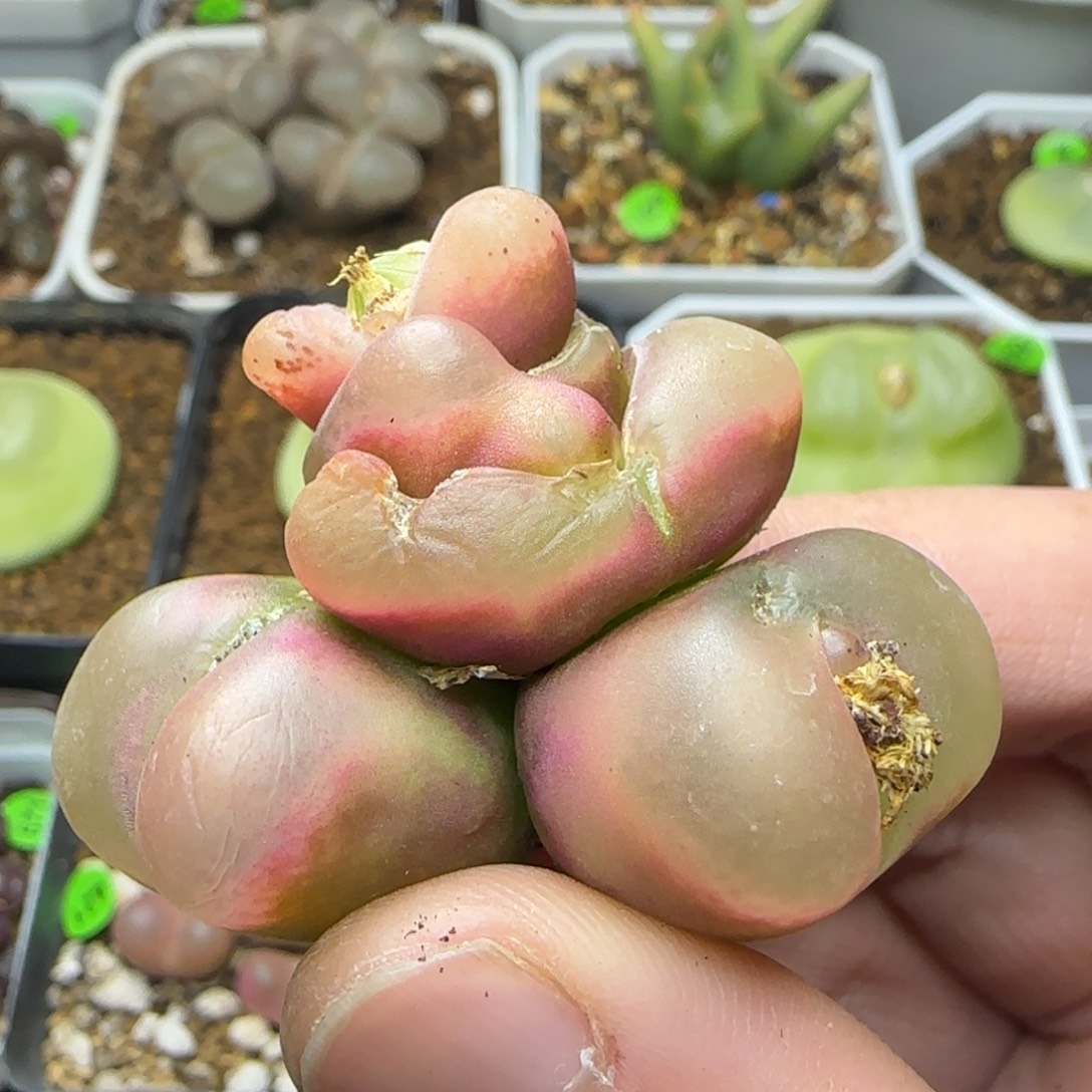 冰魄群多肉植物294