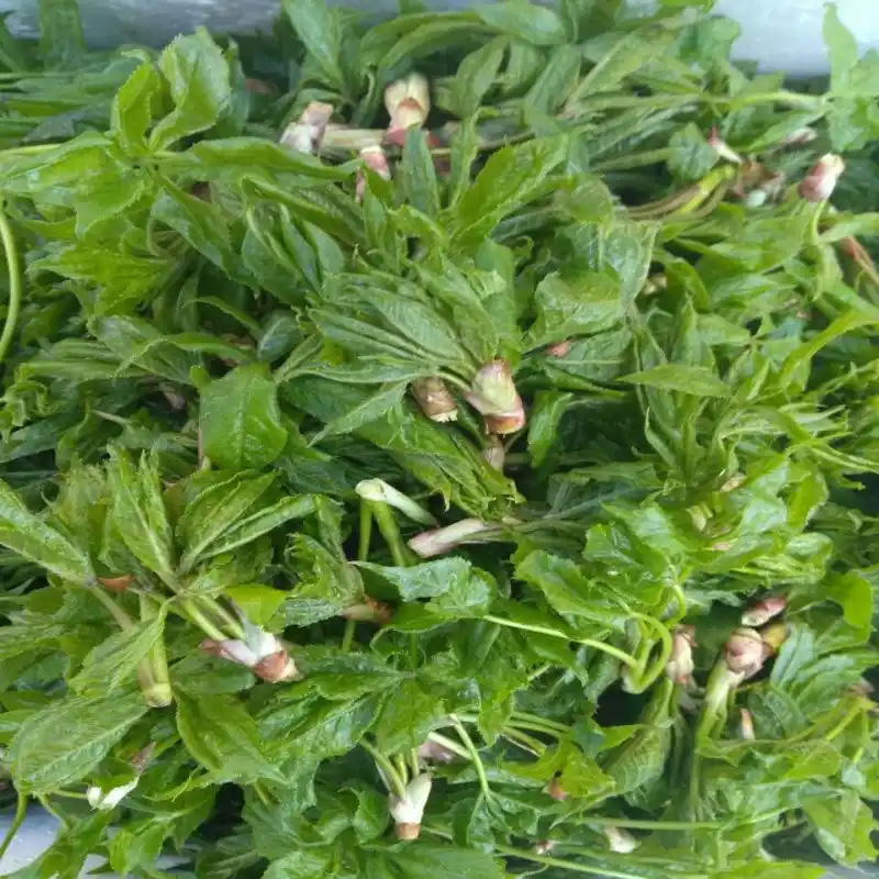 东北山野菜新鲜纯野山菜刺五加叶现采现发