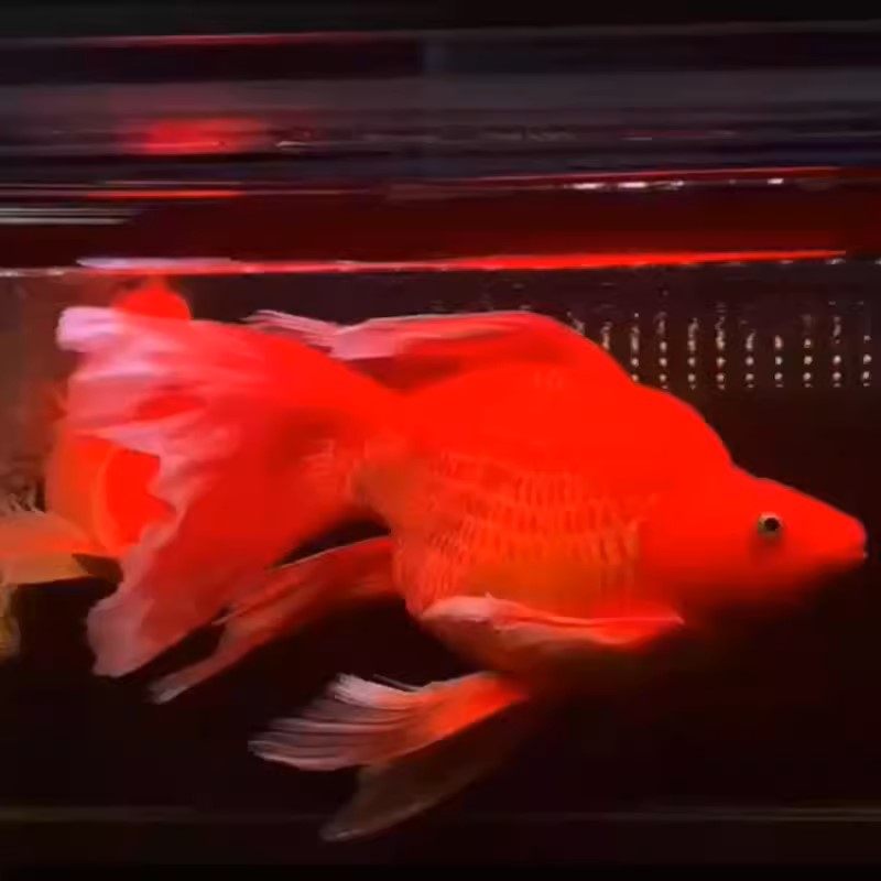 【潮汇蝴蝶鲤观赏鱼】15-17公分红球/红短 顺丰包邮