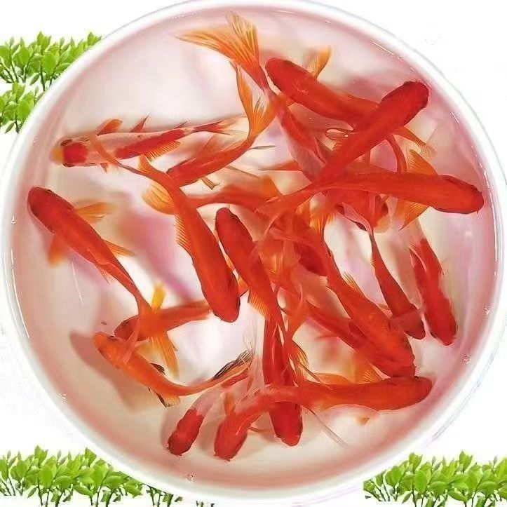 1号【11条冷水红草金6-8公分】冷水观赏鱼 包邮